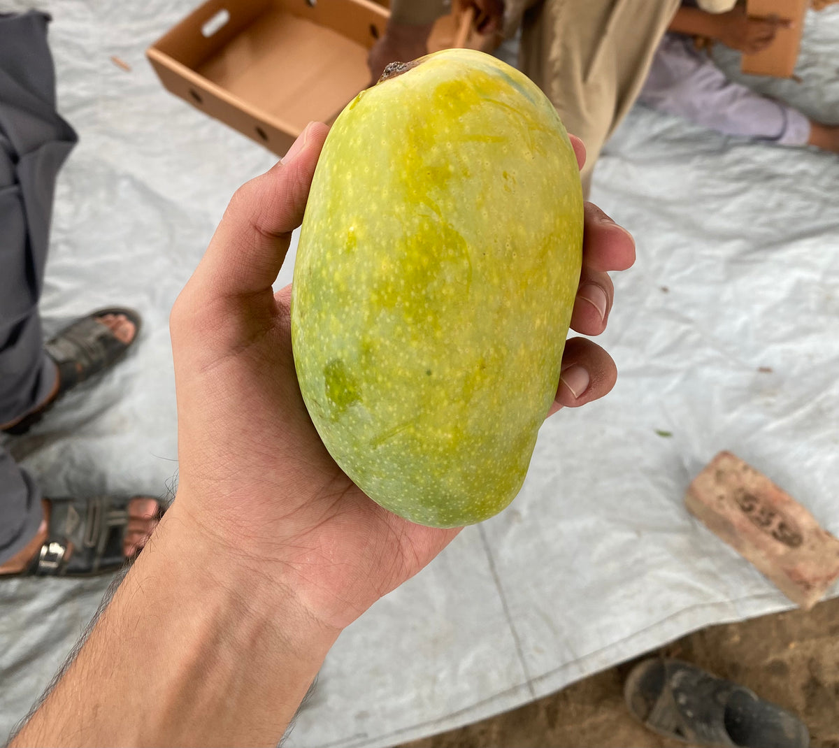 Al Rehmat's Premium Chaunsa Mangoes 5 Kg Box