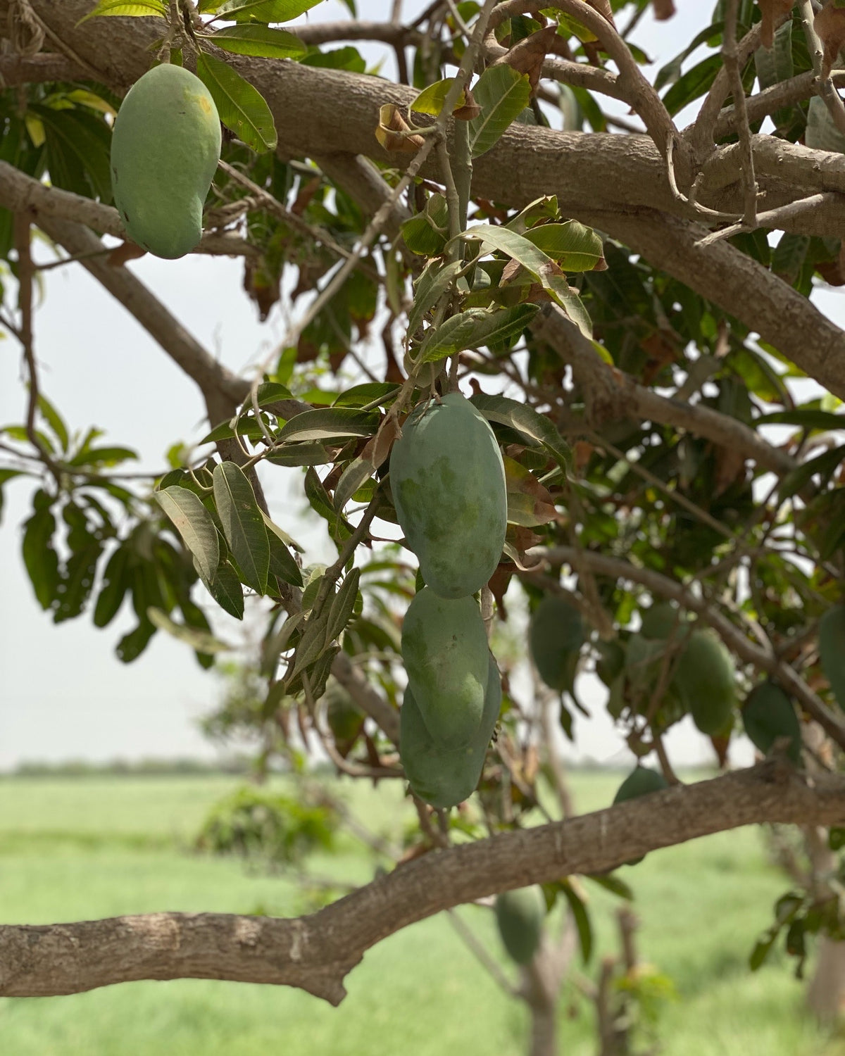 Al Rehmat's Premium Chaunsa Mangoes 5 Kg Box