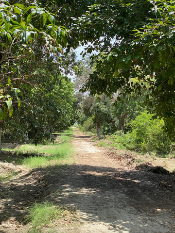 Walking the orchard rows at AL Rehmat Fruit Farms