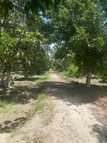Mango orchard path, Mirpur Khas