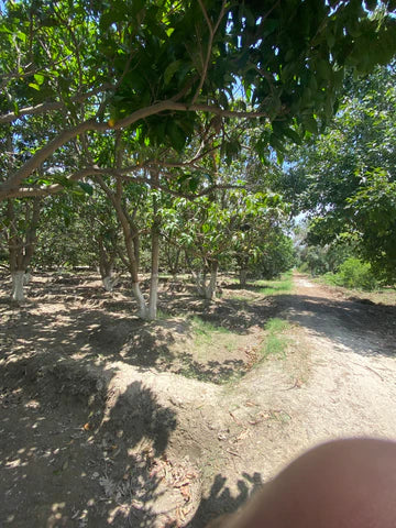 Walking the rows before harvest