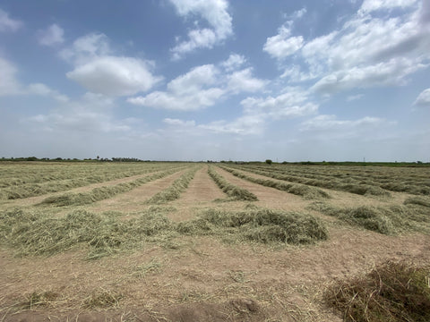 Freshly cut fields at the farm
