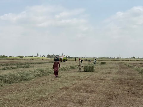 Farm workers in the fields
