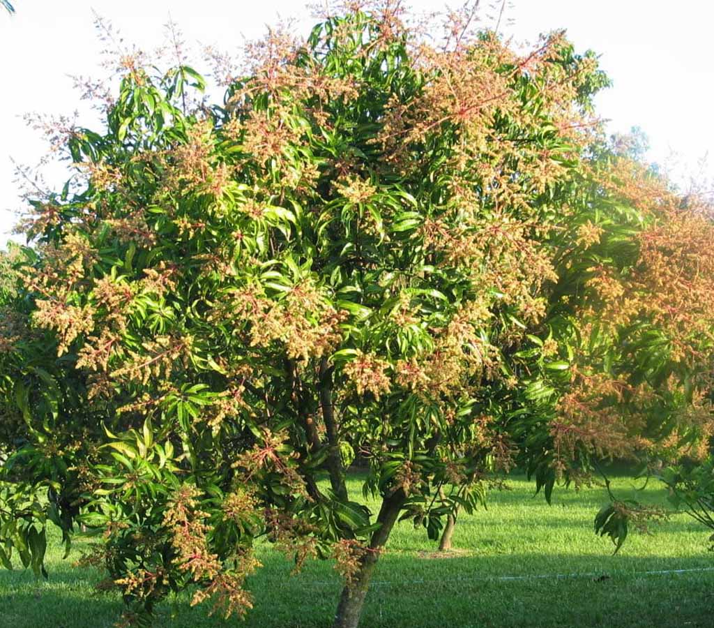 Flowering mango tree in AL Rehmat's orchards, Mirpur Khas